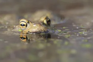 Amphibian Animal Prints: Common toad
