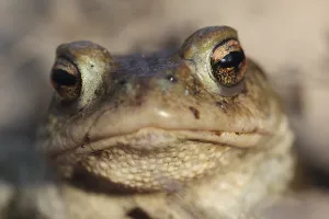 European Toad Habitat Prints: Common toad