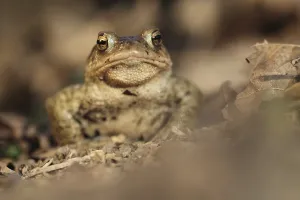 Natural Habitat Shots Prints: Common toad