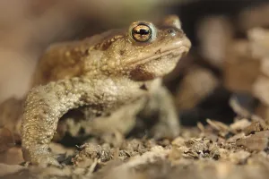 Amphibian Animal Prints: Common toad