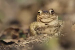 Amphibian Animal Prints: Common toad