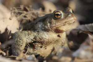 Amphibian Animal Prints: Common toad