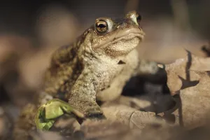 True Toads Habitat Prints: Common toad