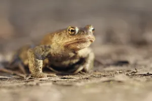 Batrachian Animal Prints: Common toad