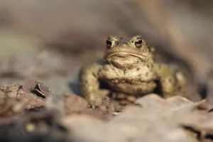 Amphibian Animal Prints: Common toad
