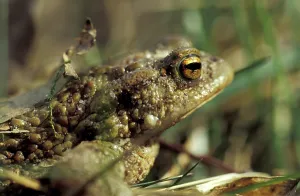 Animal Head Shots Prints: Common toad