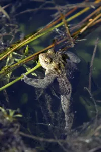 European Toad Habitat Prints: Common toad