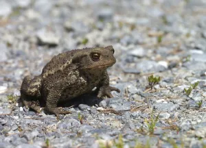 European Toad Prints: Common toad