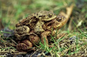European Toad Prints: Common toad
