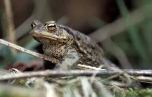 True Toad Behavior Prints: Common toad