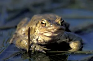 Animal Head Portraits Prints: Common toad