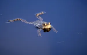 True Toad Species Prints: Common toad