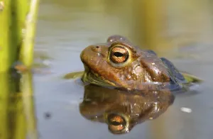 Common Toad Habitat Prints: Common toad (Bufo bufo)
