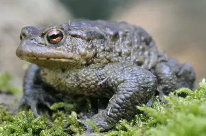 Common Toad Images Prints: Common toad (Bufo bufo)