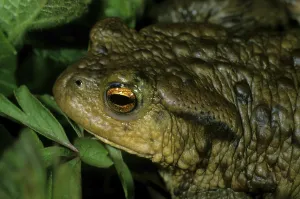 Animal Portrait Nature Prints: Common Toad, Bufo bufo
