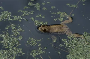 Uninhabited Terrain Prints: Common toad (Bufo bufo)