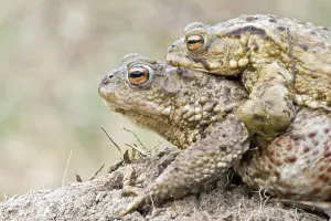 Amphibian Courtship Display Prints: Common toad (Bufo bufo)