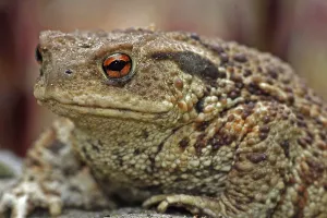 True Toads Habitat Prints: Common toad (Bufo bufo)