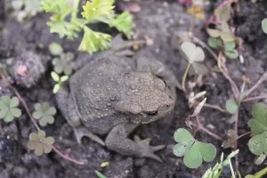 Camouflaged Amphibian Prints: Common toad (Bufo bufo)