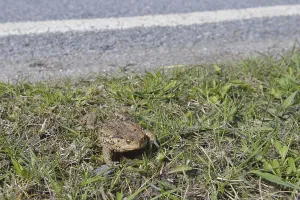 Animal Reproduction Behavior Prints: Common toad (Bufo bufo)