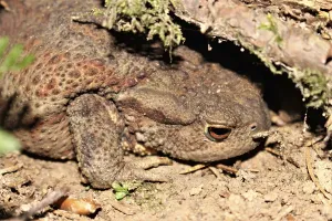 Batrachian Images Prints: Common toad (Bufo bufo)