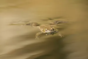 Water Body Landscapes Prints: Common toad (Bufo Bufo)