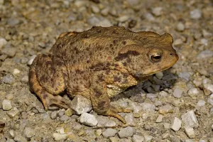 Amphibians In Wild Prints: Common toad (Bufo bufo)