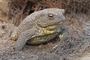 Deciduous Forests Prints: Common toad (Bufo bufo)