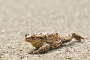 Amphibian Mating Prints: Common toad (Bufo bufo)