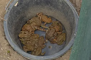 True Toads Habitat Prints: Common toad (Bufo bufo)
