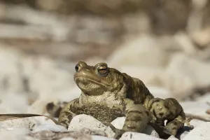 Wild Amphibians Prints: Common toad (Bufo bufo)