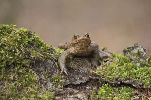 European Toad Images Prints: Common toad (Bufo bufo)