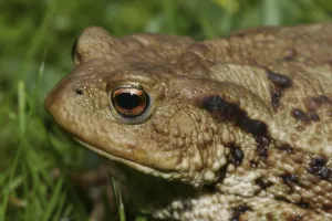 True Toad Images Prints: Common toad (Bufo bufo)