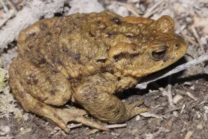 Amphibians In Wild Prints: Common toad (Bufo bufo)