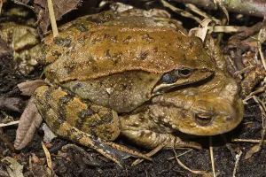 Batrachian Mating Season Prints: Common toad (Bufo bufo)