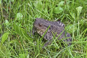 Wild Animals In Forest Prints: Common toad (Bufo bufo)