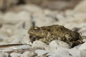 Wild Amphibian Prints: Common toad (Bufo bufo)