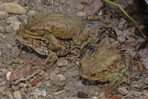 True Toad Behavior Prints: Common toad (Bufo bufo)