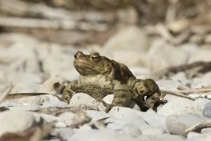 European Toad Habitat Prints: Common toad (Bufo bufo)