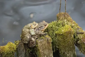 European True Toad Prints: Common toad (Bufo bufo)