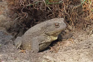 True Toads Habitat Prints: Common toad (Bufo bufo)
