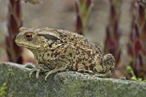 European Toad Habitat Prints: Common toad (Bufo bufo)