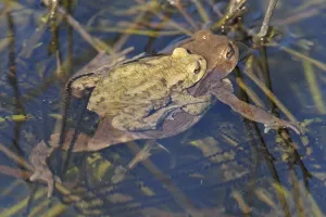 European Toad Habitat Prints: Common toad (Bufo bufo)