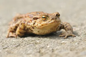 Ecofriendly Animal Protection Prints: Common toad (Bufo bufo)