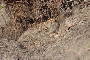 Wild Animals In Forest Prints: Common toad (Bufo bufo)