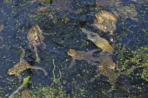 Wildlife Batrachians Prints: Common toad (Bufo bufo)