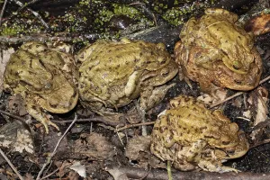 Wildlife Photography Amphibians Prints: Common toad (Bufo bufo)