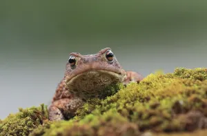 Amphibian Animal Prints: Common toad (Bufo bufo)