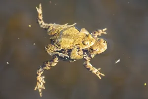European Toad Habitat Prints: Common toad (Bufo bufo)