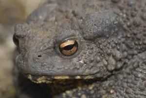Wildlife Fauna Portraits Prints: Common toad (Bufo bufo)
